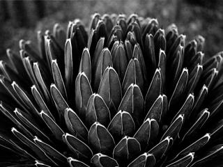 agave - Gustav Eckart, Photography