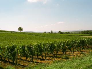 France 2003 16 - Gustav Eckart, Photographie