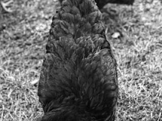 poule en forme d&#039;oeuf - Gustav Eckart, Photographie