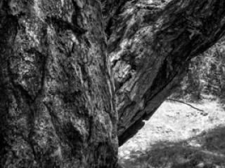 Lärche - Gustav Eckart, Fotografie