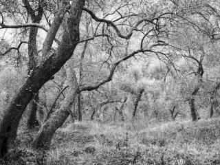 Ligurien 1991 03 - Gustav Eckart, Photographie