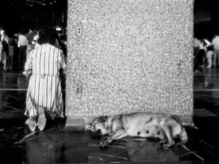 Mexico La Gouadeloupe Hund - Gustav Eckart, Fotografie