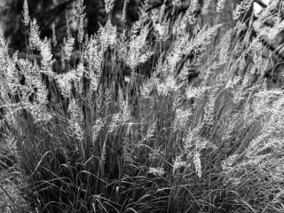 Natur 04 - Gustav Eckart, Photographie
