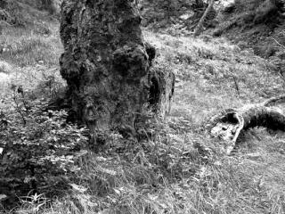 Natur 09 - Gustav Eckart, Fotografie