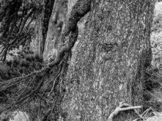 Nature-21 - Gustav Eckart, Fotografia