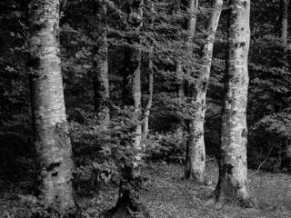 Natur-36-0 - Gustav Eckart, Photography