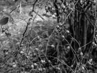 Pflanzen 67 - Gustav Eckart, Photography