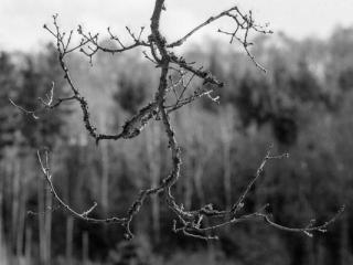 Toter Ast - Gustav Eckart, Photographie