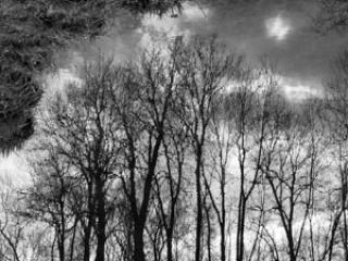 reflets d&#039;arbres - Gustav Eckart, Fotografia