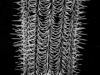 pflanzen-04.jpg - Gustav Eckart, Photographie
