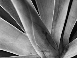 pflanzen-16.jpg - Gustav Eckart, Fotografie