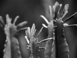 pflanzen-26.jpg - Gustav Eckart, Photographie
