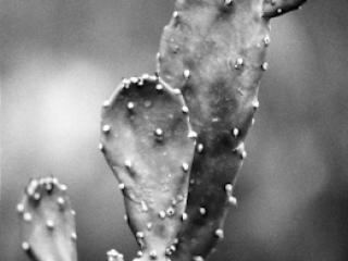 pflanzen-31.jpg - Gustav Eckart, Photography