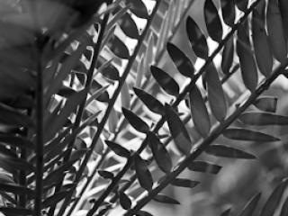 pflanzen-39.jpg - Gustav Eckart, Photography