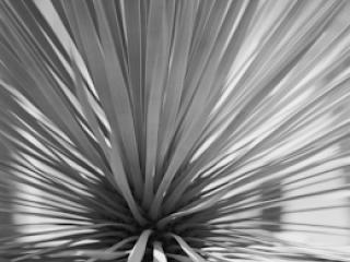 pflanzen-40.jpg - Gustav Eckart, Photographie