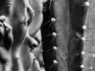 pflanzen-60.jpg - Gustav Eckart, Photography