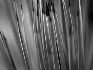 pflanzen-62.jpg - Gustav Eckart, Photographie