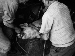 Schweineschlachten 10 - Gustav Eckart, Photographie