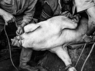 Schweineschlachten 12 - Gustav Eckart, Fotografia