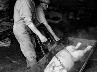 Schweineschlachten 20 - Gustav Eckart, Photographie