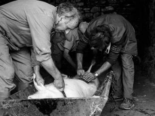 Schweineschlachten 21 - Gustav Eckart, Photographie