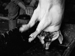 Schweineschlachten 25 - Gustav Eckart, Fotografia