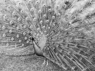 Peacock - Gustav Eckart, Photographie