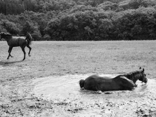 Horses in a puddle 2 - Gustav Eckart, Photographie