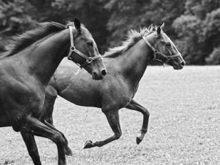 galloping horses - Gustav Eckart, Fotografie