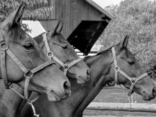 horses watching - Gustav Eckart, Fotografie