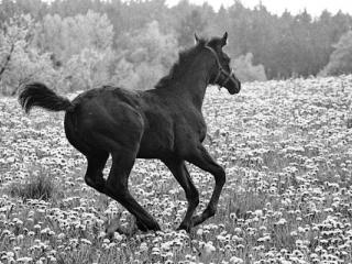 Foal - Gustav Eckart, Photographie