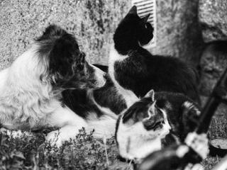 dogs and cat - Gustav Eckart, Photography