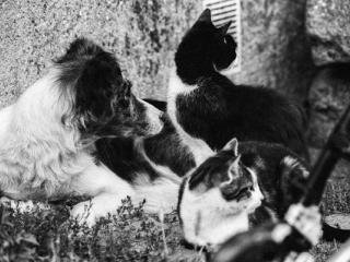 dogs and cat - Gustav Eckart, Fotografia