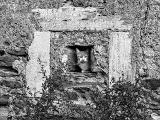 cat - Gustav Eckart, Photographie