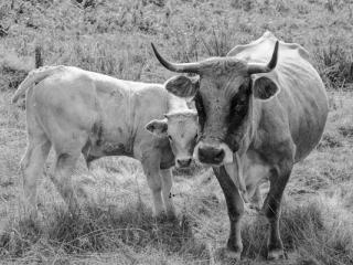 The cow and her calf  - Gustav Eckart, Fotografia