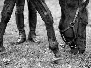 strange hind legs - Gustav Eckart, Photography