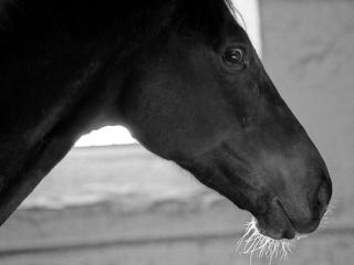 Horse head in backlight - Gustav Eckart, Fotografie
