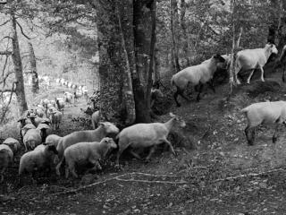 sheep - Gustav Eckart, Fotografie