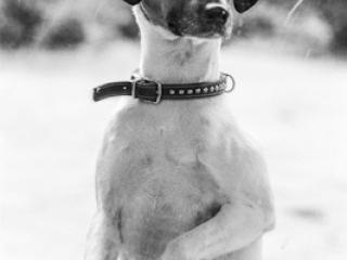 dog watching - Gustav Eckart, Photography