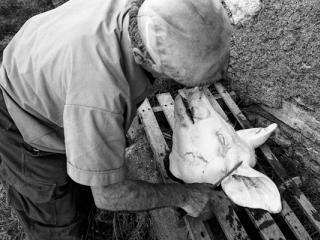 Schweineschlachten 29 - Gustav Eckart, Photographie