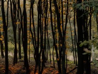Siegerland 1985 - 32 - Gustav Eckart, Fotografia