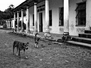 chiens de la rue à Antigua Vera Cruz 1988 - Gustav Eckart, Photographie