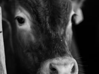 Tiere 31 - Gustav Eckart, Photographie