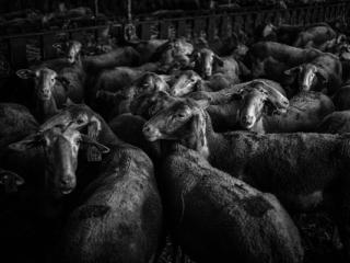 Tiere 40 - Gustav Eckart, Photography