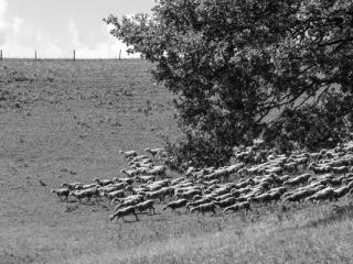 Tiere 42 - Gustav Eckart, Fotografie