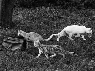 Tiere 50 - Gustav Eckart, Fotografie