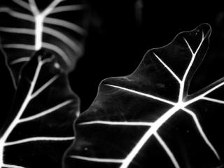 black &amp; white - Gustav Eckart, Photography