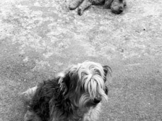 zwei Hunde - Gustav Eckart, Fotografie