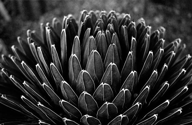 Agave - Gustav Eckart, Fotografie