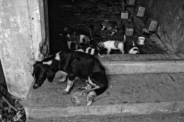 Antigua Strassenhuendin Mit Jungen - Gustav Eckart, Photographie